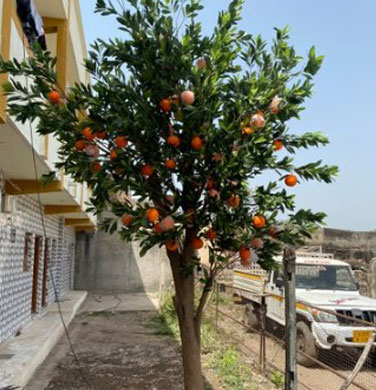 Big Artificial Trees