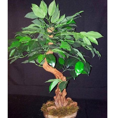 Artificial Bonsai