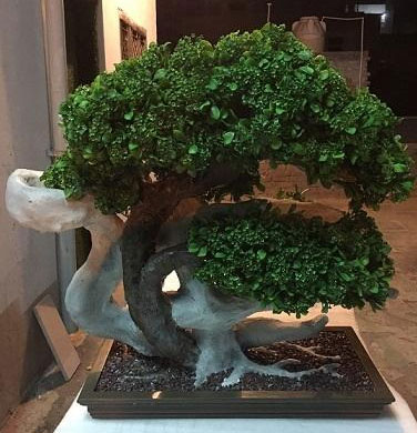 Artificial Bonsai