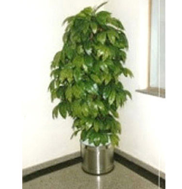 Small Artificial Trees